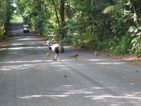 Daintree Deep Forest Lodge Pic 1 - Daintree Deep Forest Lodge