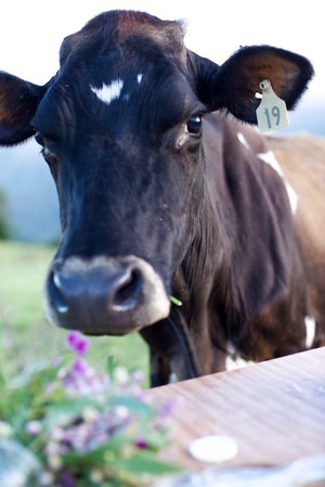 Providence Farm Hall Pic 3 - Cows graze happily at Beechmont Farm Hall wedding venue in the Scenic Rim region of Southeast Queensland