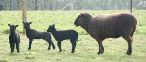 Pet Sheep Farm Pic 3