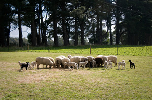 Pet Sheep Farm Pic 4