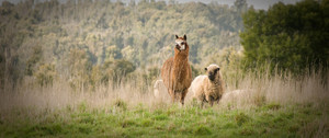 Pet Sheep Farm Pic 2