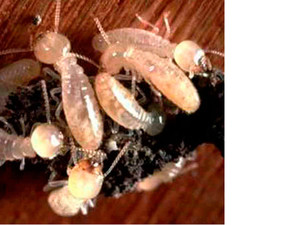 Rentokil Pic 4 - Worker termites