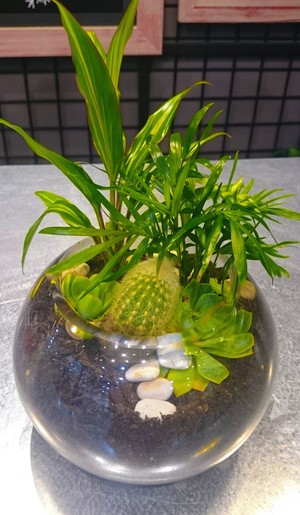 Executive Flowers Pic 5 - Terrariums made in glass fishbowls withan assortment of different indoor plants start from only 30 Give a gift that keeps giving at Executive Flowers