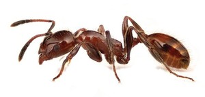 Phils Pest Control Pic 3 - Ant Treatments