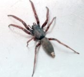 Phils Pest Control Pic 4 - Spider Treatments