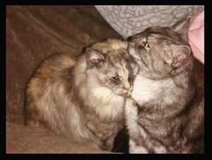 The KittyCare Way Pic 2 - Teddy and Layla