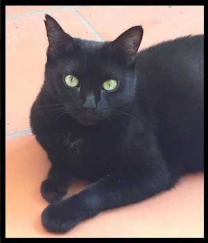 The KittyCare Way Pic 4 - Ebony