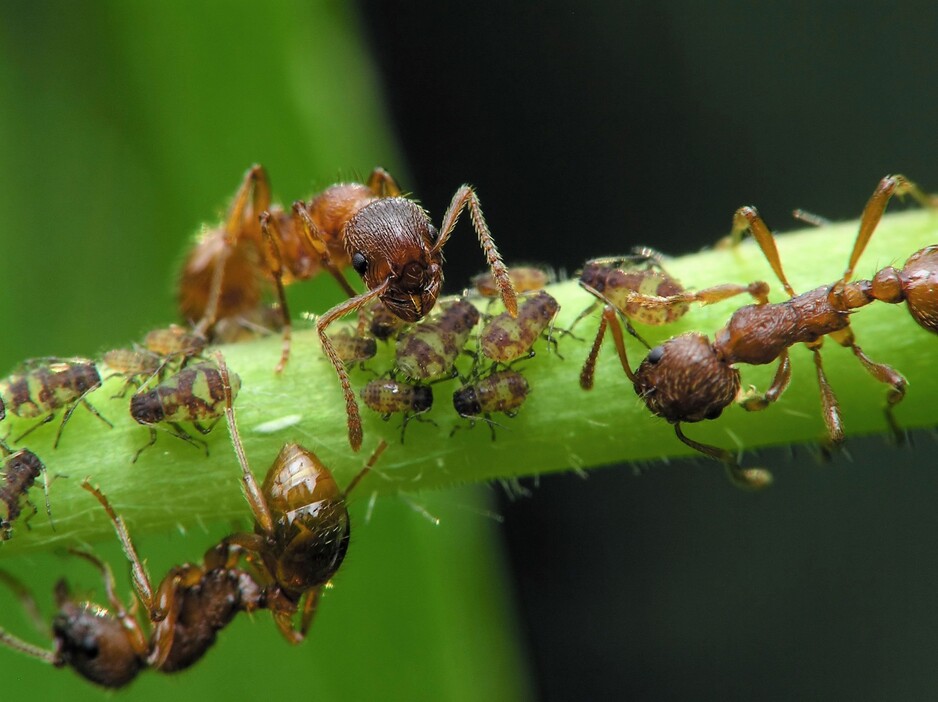 Fast Ant Control Brisbane Pic 1