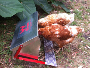 Red Comb Chook Feeders Pic 2