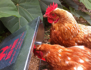 Red Comb Chook Feeders Pic 3