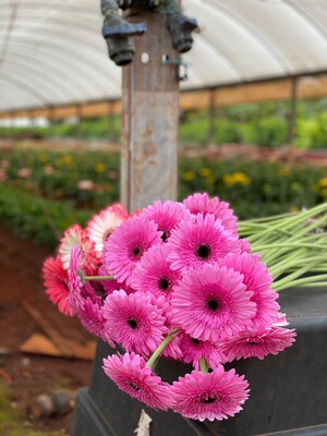 The Flower Farm Pic 5