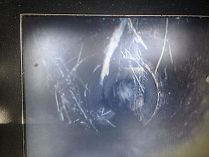 Hogans Plumbing Services Pty Ltd Pic 3 - CCTV Footage of tree roots in sewer line