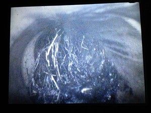 Hogans Plumbing Services Pty Ltd Pic 4 - CCTV Footage tree roots