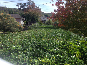 Rupert's Garden Maintenance Pic 4 - murraya hedge perfect line and wide Cromer