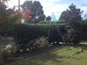 Rupert's Garden Maintenance Pic 3 - murraya hedge perfect line Cromer