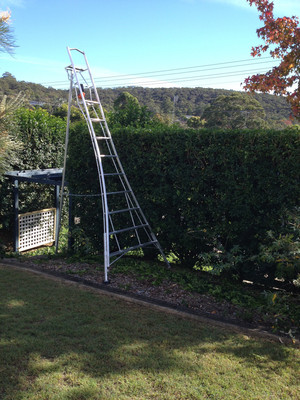 Rupert's Garden Maintenance Pic 2 - murraya hedge Cromer