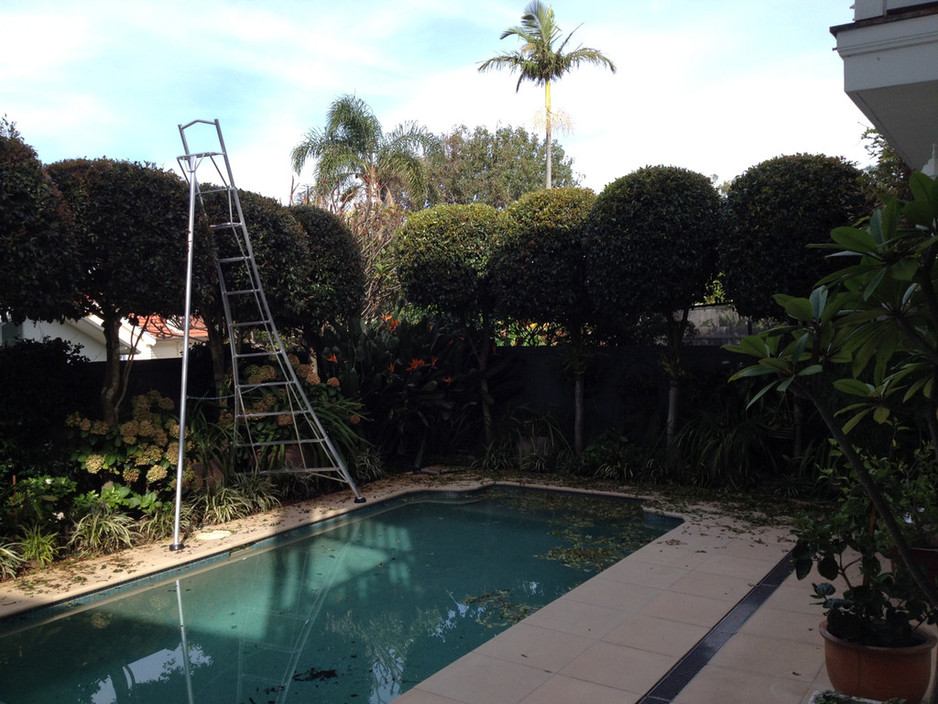 Rupert's Garden Maintenance Pic 1 - topiary lilly pillys Manly