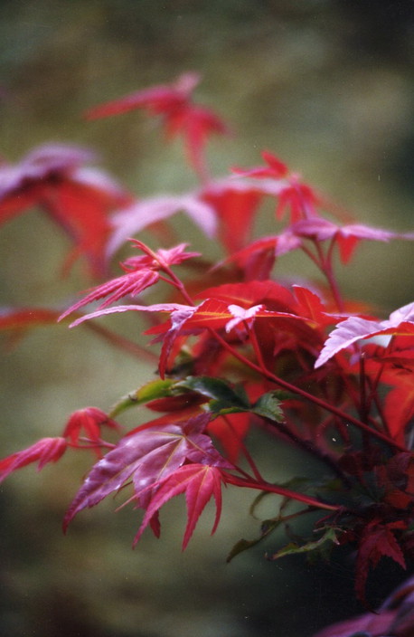 Mount Murray Nursery Pic 1 - maple