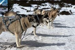 Baw Baw Snow Chain Hire Pic 1 - Why not take a trip up to Mt Baw Baw and see the sled dogs