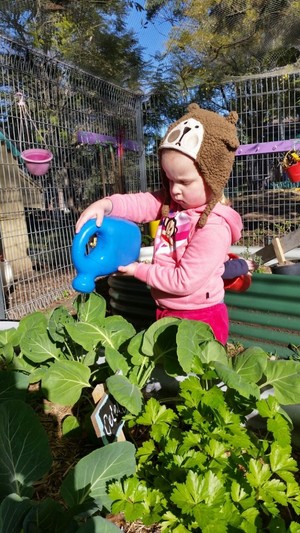 Bush Babies Childcare Pic 3 - Our Vegi Garden