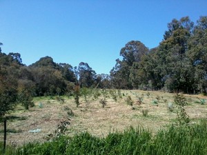 Avon Hills Environmental Services Pic 5 - Black Cockatoo Reserve Mundaring After slashing