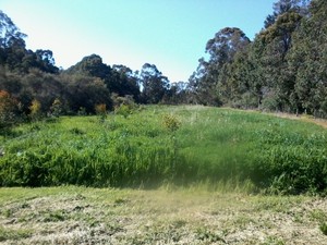 Avon Hills Environmental Services Pic 4 - Black Cockatoo Reserve Mundaring Before slashing