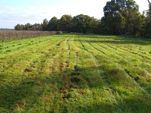 Avon Hills Environmental Services Pic 3 - Blue lupins in August After