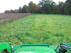 Avon Hills Environmental Services Pic 2 - Blue lupins in August Before