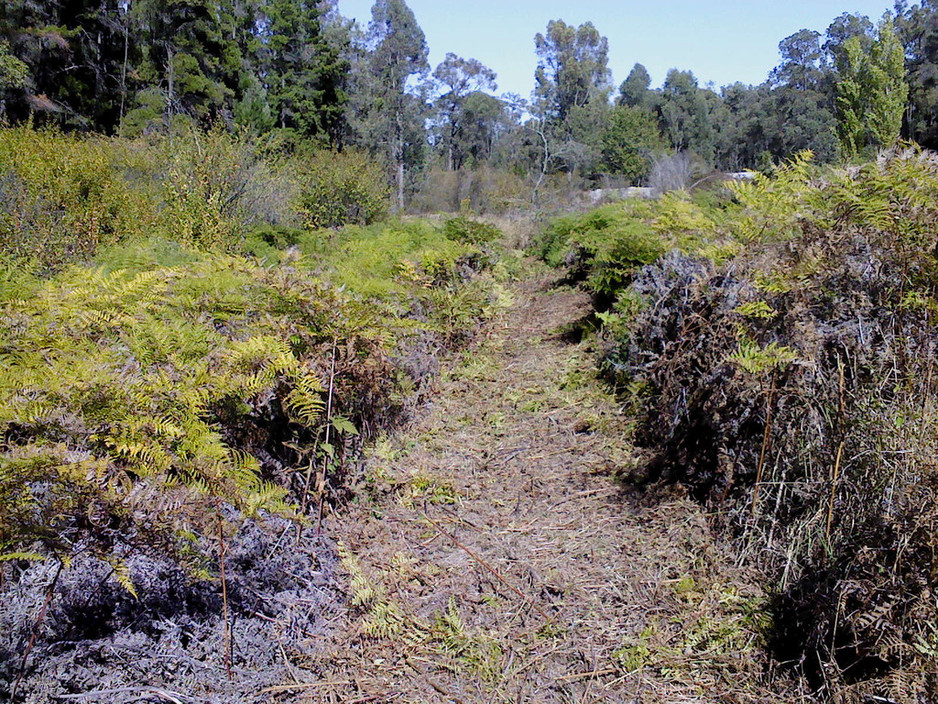 Avon Hills Environmental Services Pic 1 - Fern slashing in Sawyers Lovely property