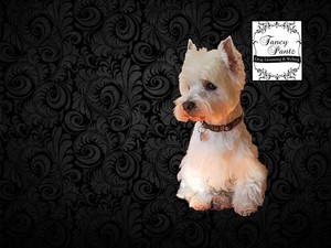 Fancy Pantz Dog Grooming & Styling Pic 4