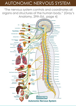 Revolution Chiropractic Pic 5 - The Nerve System controls everything through your spine cord