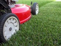 Jim's Mowing Kensington Gardens Pic 5 - jimsmowingkensingtongardens4