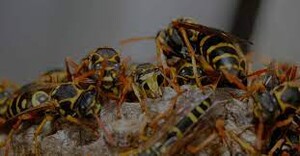 Wasp Control Hobart Pic 2