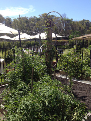 Osteria Pic 4 - Bike wheels used as a trellis for plants in the vege herb garden at Osteria