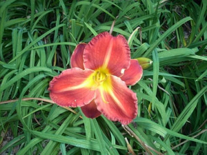 Botanic Gardens Pic 5 - Amazing flower I captured while wandering through the gardens