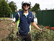 Sydney City Mulch & Tree Services Pic 1