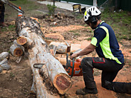 Sydney City Mulch & Tree Services Pic 3