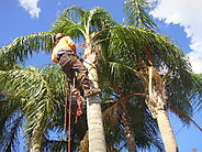 Sydney City Mulch & Tree Services Pic 4