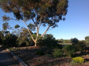 Murray Bridge Motor Inn Pic 3 - Lovely native gardens