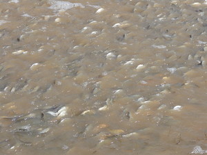 Cunnamulla Riverside Caravan Park Pic 5 - Fish in the Warrego Flood