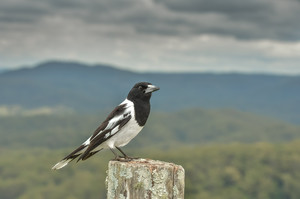 Maleny Botanic Gardens Pic 4