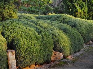 HQ Mowing Pic 5 - hedging Sunshine Coast