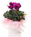 Pearsons Florist Pic 1 - beautiful plants great gifts