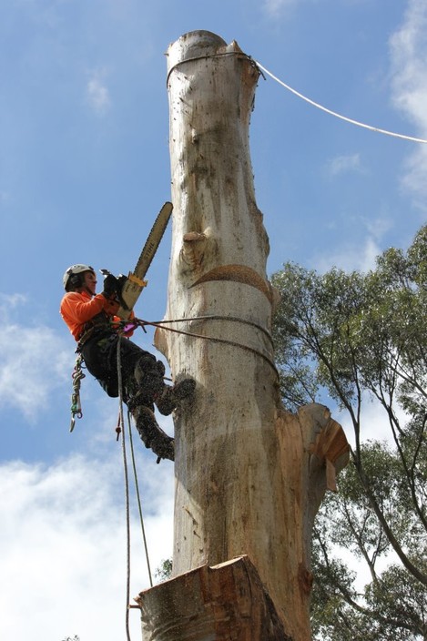 Leaf & Limb Tree Services Pic 1