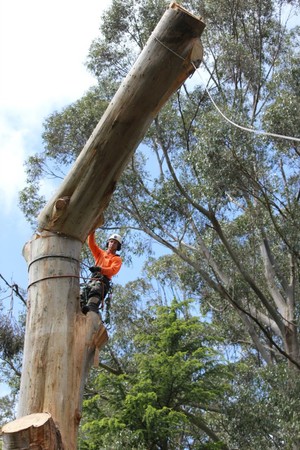 Leaf & Limb Tree Services Pic 3