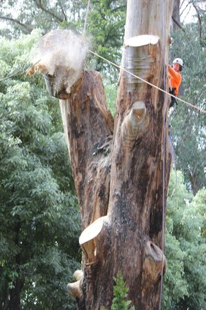 Leaf & Limb Tree Services Pic 4