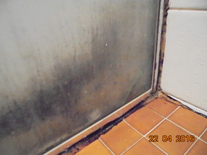 Ellis Building Inspections Pic 3 - Mould due to water leak