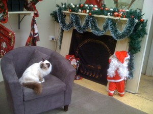 All 4 Paws and Claws Pet Resort Pic 3 - Casper had a great Christmas