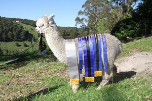 Dunalton Alpacas Pic 5