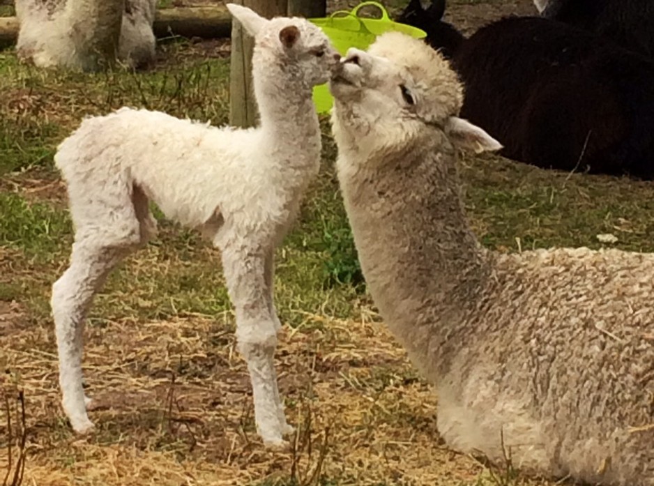 Dunalton Alpacas Pic 1